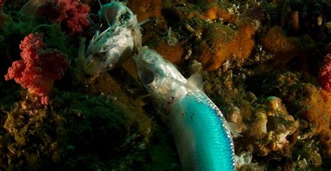 The Harmful Effects of Dynamite Fishing on Coral Reefs.